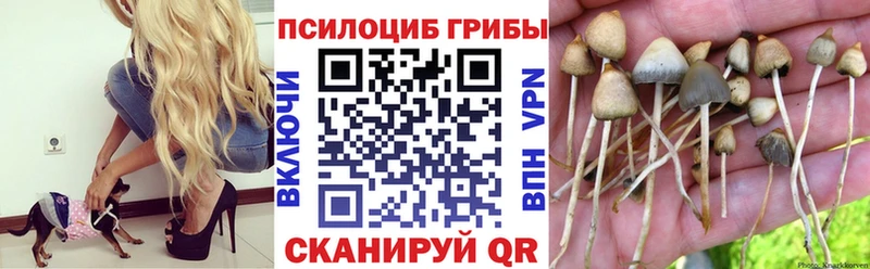 Галлюциногенные грибы Cubensis  как найти закладки  Светогорск 